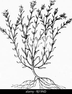 . Erbacce e come li sradica [microformati]. Le erbe infestanti il controllo delle piante infestanti; Mauvaises herbes; Mauviases herbes, Lutte contre les. : T, io ! F J • 160 /F^r^A- .- graminacee. I suoi fiori sono piccoli e di un [)ale di colore bianco. I suoi semi cluster lungo gli steli e sono prodotte in abbondanza. Essi sono en- dowed con tanta vitalità. •. ^^&LT;?^^ I'IGEON infestante. Pigeon weed mi^io un annuale, ma come lino selvatico, si arriva di solito fino alla caduta dell anno precedente a quello in cui maturano i semi. I suoi fiori compaiono durante l'ultima parte di maggio o nei primi giorni di giugno; quindi i suoi semi maturano. Si prega di notare che questi im Foto Stock