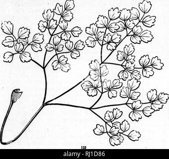. In che modo le piante crescono [microformati] : una semplice introduzione alla botanica strutturale : con una flora popolare, o una disposizione ed una descrizione delle piante comuni, sia selvatici e coltivati : illustrato da 500 incisioni in legno. La botanica; Botanique. 151. Lascia wiihont distinzione di Footstalli e lama, o %vlth non molto evidente la distinzione delle parti. Di tipo tliis, tra molti altri, possono essere menzionati, - .-/^^ ago - Foglie di forma, come ad esempio quelle di pini e larici (Fig. 134). Tliese sono lunghe e sottili e rigide, e spesso con poco se qualsiasi distinc- zione dei lati. Aiol o a forma di foglie Subulate sono Foto Stock