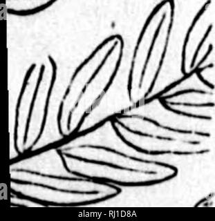. In che modo le piante crescono [microformati] : una semplice introduzione alla botanica strutturale : con una flora popolare, o una disposizione ed una descrizione delle piante comuni, sia selvatici e coltivati : illustrato da 500 incisioni in legno. La botanica; Botanique. 151. Lascia wiihont distinzione di Footstalli e lama, o %vlth non molto evidente la distinzione delle parti. Di tipo tliis, tra molti altri, possono essere menzionati, - .-/^^ ago - Foglie di forma, come ad esempio quelle di pini e larici (Fig. 134). Tliese sono lunghe e sottili e rigide, e spesso con poco se qualsiasi distinc- zione dei lati. Aiol o a forma di foglie Subulate sono Foto Stock