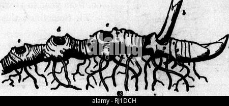 . In che modo le piante crescono [microformati] : una semplice introduzione alla botanica strutturale : con una flora popolare, o una disposizione ed una descrizione delle piante comuni, sia selvatici e coltivati : illustrato da 500 incisioni in legno. La botanica; Botanique. . Si prega di notare che queste immagini vengono estratte dalla pagina sottoposta a scansione di immagini che possono essere state migliorate digitalmente per la leggibilità - Colorazione e aspetto di queste illustrazioni potrebbero non perfettamente assomigliano al lavoro originale. Grigio, Asa, 1810-1888. Toronto : A. Miller Foto Stock