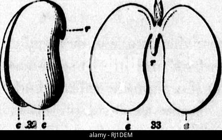 . In che modo le piante crescono [microformati] : una semplice introduzione alla botanica strutturale : con una flora popolare, o una disposizione ed una descrizione delle piante comuni, sia selvatici e coltivati : illustrato da 500 incisioni in legno. La botanica; Botanique. In che modo le piante crescono F'ROM il seme. 17 Nel meeting nei particolari. "Mentre lo stesso tipo di pianta cresce sempre esattamente nello stesso modo, diversi tipi differiscono quasi quanto all'inizio come fanno in seguito. La grande varietà che osserviamo tra le erbe ed arbusti ed alberi intorno a noi - in foglie, fiori, frutta e tutto, - dà a vegetu- t Foto Stock