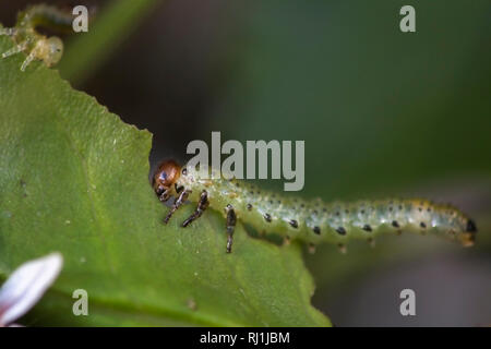 Caterpillar verde mangiare una foglia verde Foto Stock