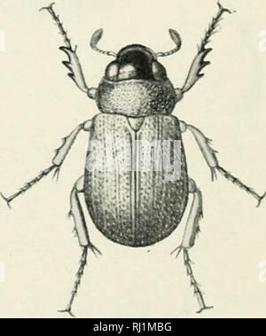"La Foresta Indiana di insetti di importanza economica. Coleoptera" (1914) Foto Stock
