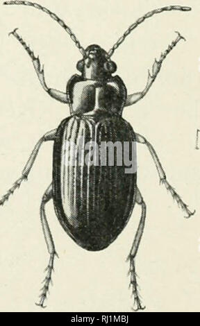 "La Foresta Indiana di insetti di importanza economica. Coleoptera" (1914) Foto Stock