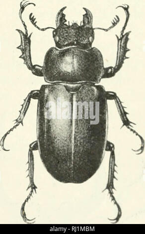 "La Foresta Indiana di insetti di importanza economica. Coleoptera" (1914) Foto Stock