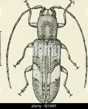 "La Foresta Indiana di insetti di importanza economica. Coleoptera" (1914) Foto Stock