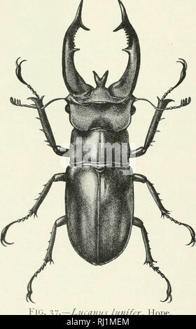 "La Foresta Indiana di insetti di importanza economica. Coleoptera" (1914)
