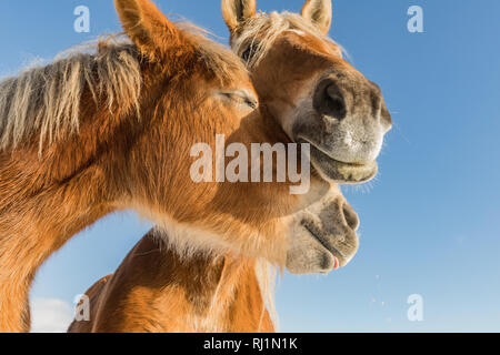 Due cavallo ritratto vicino fino in amore, amore del cavallo, Bohemian-Moravian cavallo belga nella giornata di sole. Repubblica ceca Foto Stock