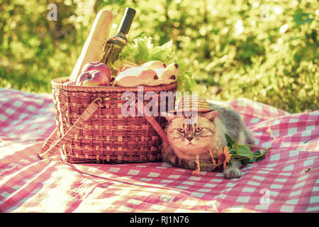 Il gatto è seduto su una coperta in prossimità di un cestino pic-nic in estate Foto Stock