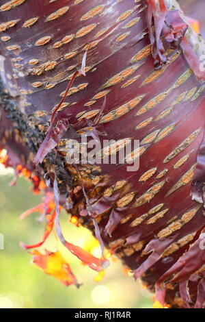 Prunus serrula. Corteccia Onamental del popolo tibetano il ciliegio, peeliing retro illuminato dal sole, Dicembre, GIARDINO DEL REGNO UNITO Foto Stock