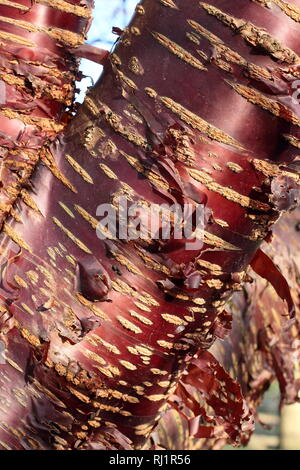 Prunus serrula. Corteccia Onamental del popolo tibetano il ciliegio, peeliing retro illuminato dal sole, Dicembre, GIARDINO DEL REGNO UNITO Foto Stock