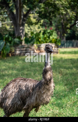 L'UEM in zoo guatemalteca Foto Stock