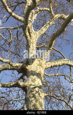 Platanus x hispanica.. Corteccia di dettaglio a Londra albero piano. Chiamato anche platanus acerifolia ×, - Dicembre, REGNO UNITO Foto Stock