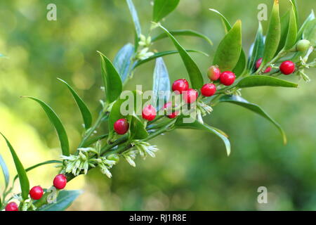 Sarcococca ruscifolia var. chinensis 'Dragon Gate' visualizzazione di fiori e frutti di bosco. Foto Stock