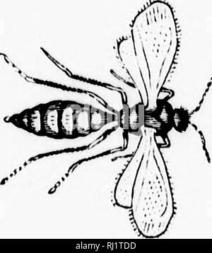 . Manuale di zoologia con esempi di specie canadesi, recenti e fossili [microformati]. Zoologia; Invertebrati; Zoologie; Invertébrés. ^^' .". Si prega di notare che queste immagini vengono estratte dalla pagina sottoposta a scansione di immagini che possono essere state migliorate digitalmente per la leggibilità - Colorazione e aspetto di queste illustrazioni potrebbero non perfettamente assomigliano al lavoro originale. Dawson, J. W. (John William), Sir, 1820-1899. Montreal : Dawson Foto Stock