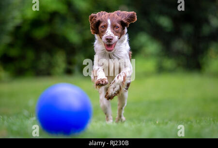Giovani Springer Spaniel divertirsi a caccia di una sfera blu attraverso il prato Foto Stock
