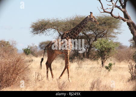 Giraffe parco nazionale orientale di Tsavo Kenya Foto Stock