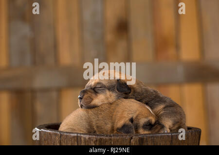 Due piccoli cuccioli in un cestello Foto Stock