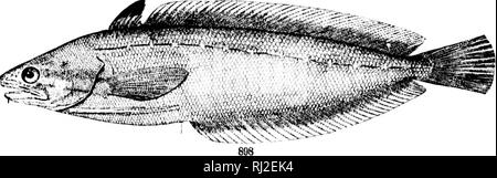 . I pesci del Nord e Centro America [microformati] : un catalogo descrittivo della specie di pesce-come i vertebrati si trovano nelle acque del Nord America, Nord dell'istmo di Panama. Pesci pesci Poissons; Poissons. . Si prega di notare che queste immagini vengono estratte dalla pagina sottoposta a scansione di immagini che possono essere state migliorate digitalmente per la leggibilità - Colorazione e aspetto di queste illustrazioni potrebbero non perfettamente assomigliano al lavoro originale. Giordania, David Starr, 1851-1931; Evermann, Barton Warren, 1853-1932. Washington : G. P. O. Foto Stock