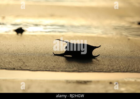 Strandline : Sirene portamonete Foto Stock