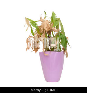 Morto e secco in houseplant piuttosto viola pot isolati su sfondo bianco. Essa è stata Pachira aquatica, aka Money Tree. Foto Stock