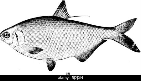 . I pesci del Nord e Centro America [microformati] : un catalogo descrittivo della specie di pesce-come i vertebrati si trovano nelle acque del Nord America, Nord dell'istmo di Panama. Pesci pesci Poissons; Poissons. . Si prega di notare che queste immagini vengono estratte dalla pagina sottoposta a scansione di immagini che possono essere state migliorate digitalmente per la leggibilità - Colorazione e aspetto di queste illustrazioni potrebbero non perfettamente assomigliano al lavoro originale. Giordania, David Starr, 1851-1931; Evermann, Barton Warren, 1853-1932. Washington : G. P. O. Foto Stock