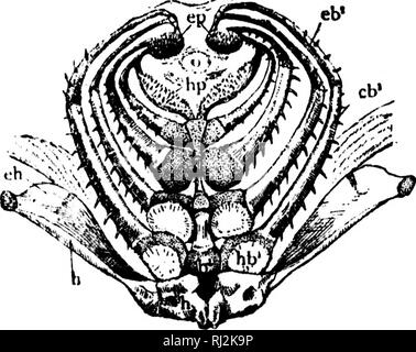 . Una introduzione alla zoologia [microformati] : per l'uso di alte scuole. Zoologia; Zoologie. mt 26 HIGH SCHOOL zoologia. !"! L!tl 25. Vory simile in constniction al hyoid arch aro tho succooding brachiale cinque archi, le estremità superiori delle quali mal di curva al di sotto del cranio, alla base del quale sono attaccati dai muscoli e legamenti, mentre le estremità inferiori si incontrano nel tioor della bocca, Epi e cerate- branchials formano la maggior parte di arcata tjach ma tho estremità superiori sono formati di faringo- branchials e tlie abbassare di hypo-branchials, uniti da alcuni pezzi non accoppiate, la basi-crusca;,iiials Foto Stock