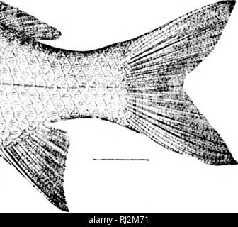 . I pesci del Nord e Centro America [microformati] : un catalogo descrittivo della specie di pesce-come i vertebrati si trovano nelle acque del Nord America, Nord dell'istmo di Panama. Pesci pesci Poissons; Poissons. . Si prega di notare che queste immagini vengono estratte dalla pagina sottoposta a scansione di immagini che possono essere state migliorate digitalmente per la leggibilità - Colorazione e aspetto di queste illustrazioni potrebbero non perfettamente assomigliano al lavoro originale. Giordania, David Starr, 1851-1931; Evermann, Barton Warren, 1853-1932. Washington : G. P. O. Foto Stock