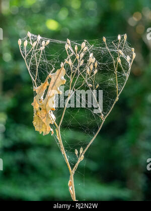 Profilo di spider web avvolto intorno a un ramo ramoscello con foglie catturati in autunno Foto Stock