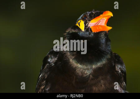 Testa di un chiamante o cinguettio comune myna hill (gracula religiosa intermedi) con un luminoso di colore arancio Becco Foto Stock