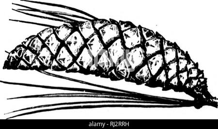 . Agricoltura pratica [microformati]. Agricoltura; l'agricoltura. 186 Agricoltura. ho [â : â 1 da questo vivaio è possibile impostare una fila di acero o olmi lungo la strada principale e la corsia, avendo cura di tenerli ben distanziati, in modo che essi si diramano e non ombreggiare la strada troppo; è anche possibile piantare un vento-break per la casa e il giardino; è possibile coprire il terreno collinare e proteggere tutte le molle e i corsi d'acqua; è anche possibile piantare un piccolo agglomerato in un angolo del pascolo, prestando attenzione per proteggerlo da bestiame fino a ben cresciute; è possibile individuare alcuni alberi vicino alla casa, ma non troppo vicino. Foto Stock