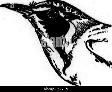 . I nidi e le uova di uccelli del Nord America [microformati]. Ornitologia; uccelli; Ornithologie; Oiseaux. 442 iKSTH ANlt KUUH DI era sellati sull'arto horizoutal circa 8 piedi dal suolo e circa dieci piedi dal tronco. Blackburn il trillo è stato trovato allevamento nel sud del Michigan, dove i nidi sono state prese in alberi di pino in una vista in elevazione di quaranta piedi in tutti i casi i nidi sono collocati in alto nel hemlocks o pini, che sono l'uccello località preferite. Il sig. J. W. Preston si è incontrato con il Blackburnian trillo di allevamento in cicuta abete e regioni del nord del Minnesota. Un nido è stata trovata p Foto Stock