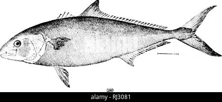 . I pesci del Nord e Centro America [microformati] : un catalogo descrittivo della specie di pesce-come i vertebrati si trovano nelle acque del Nord America, Nord dell'istmo di Panama. Pesci pesci Poissons; Poissons. . Si prega di notare che queste immagini vengono estratte dalla pagina sottoposta a scansione di immagini che possono essere state migliorate digitalmente per la leggibilità - Colorazione e aspetto di queste illustrazioni potrebbero non perfettamente assomigliano al lavoro originale. Giordania, David Starr, 1851-1931; Evermann, Barton Warren, 1853-1932. Washington : G. P. O. Foto Stock