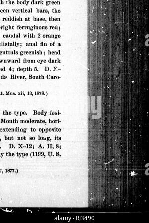 . Sinossi dei pesci del Nord America [microformati]. Pesci Poissons. . Si prega di notare che queste immagini vengono estratte dalla pagina sottoposta a scansione di immagini che possono essere state migliorate digitalmente per la leggibilità - Colorazione e aspetto di queste illustrazioni potrebbero non perfettamente assomigliano al lavoro originale. Giordania, David Starr, 1851-1931; Gilbert, Charles H. (Charles Henry), 1859-1928. Washington : G. P. O. Foto Stock