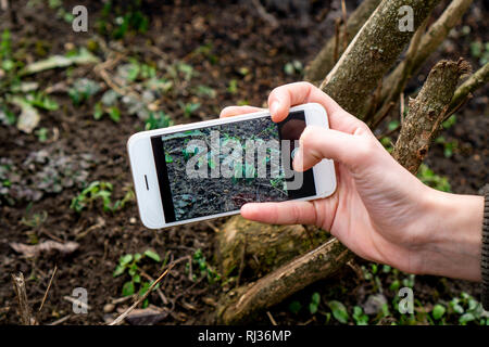 Prima crescente snowdrop fair maid sullo smartphone sceen impianto manuale di identificazione applicazione utilizzare technlolgy nella natura uplugged Foto Stock