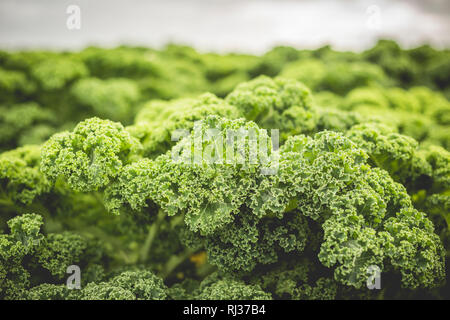 Kale crescente nel campo del Regno Unito. Fresche biologiche Foto Stock