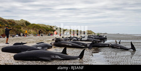 Morto Balene Pilota spiaggiata su Farewell Spit presso la punta settentrionale dell'Isola Sud della Nuova Zelanda. Foto Stock