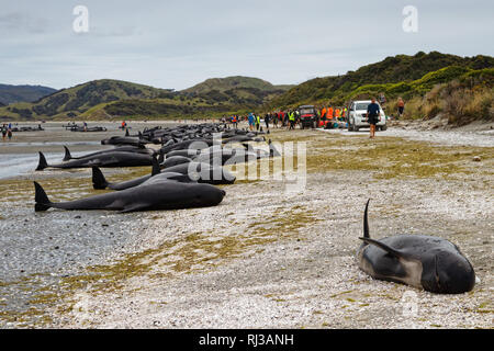 Morto a filamento Balene Pilota spiaggiata su Farewell Spit presso la punta settentrionale dell'Isola Sud della Nuova Zelanda. Foto Stock