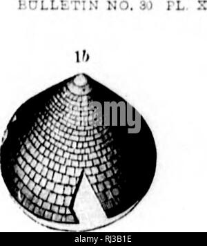 . Secondo contributo agli studi sul Cambriano faune del Nord America [microformati]. Paleontologia; Arthropoda, fossile; Arthropoda, fossile; Paléontologie; Arthropodes fossiles; Arthropodes fossiles. . Si prega di notare che queste immagini vengono estratte dalla pagina sottoposta a scansione di immagini che possono essere state migliorate digitalmente per la leggibilità - Colorazione e aspetto di queste illustrazioni potrebbero non perfettamente assomigliano al lavoro originale. Walcott, Charles D. (Charles Doolittle), 1850-1927; Stati Uniti. Geological Survey. Washington : G. P. O. Foto Stock