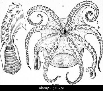 . Relazione sui cefalopodi della costa nord-orientale dell'America [microformati]. Cefalopodi; calamari, polpi; Céphalopodes; Calmars; Poulpe. 1480. Si prega di notare che queste immagini vengono estratte dalla pagina sottoposta a scansione di immagini che possono essere state migliorate digitalmente per la leggibilità - Colorazione e aspetto di queste illustrazioni potrebbero non perfettamente assomigliano al lavoro originale. Verrill, A. E. (Addison Emery), 1839-1926. Washington : G. P. O. Foto Stock