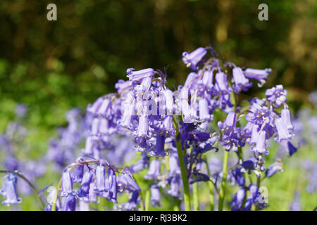 Bluebell Woodland campi, East Sussex, Bluebell Railway Foto Stock