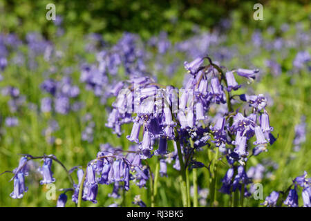 Bluebell Woodland campi, East Sussex, Bluebell Railway Foto Stock