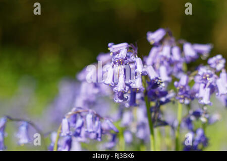 Bluebell Woodland campi, East Sussex, Bluebell Railway Foto Stock