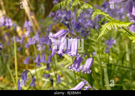 Bluebell Woodland campi, East Sussex, Bluebell Railway Foto Stock