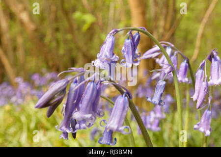 Bluebell Woodland campi, East Sussex, Bluebell Railway Foto Stock