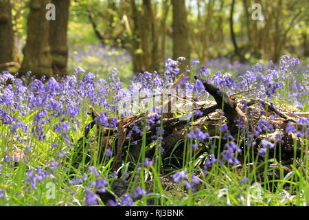 Bluebell Woodland campi, East Sussex, Bluebell Railway Foto Stock