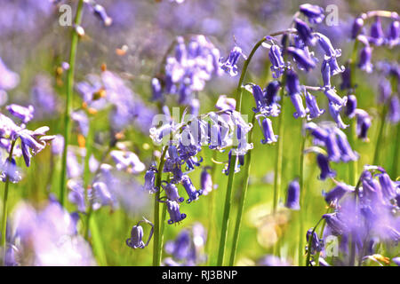 Bluebell Woodland campi, East Sussex, Bluebell Railway Foto Stock