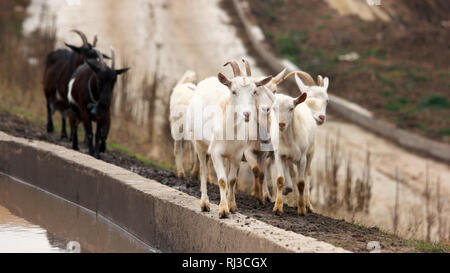 Allevamento di giovani capre camminando sulla strada. Foto Stock