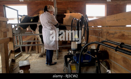 Milkmaid vacca di mungitura a dairy farm. Foto Stock