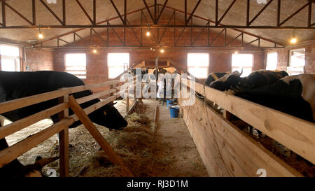 Fattoria moderna stalla con mungitura mucche mangiano il fieno. Foto Stock